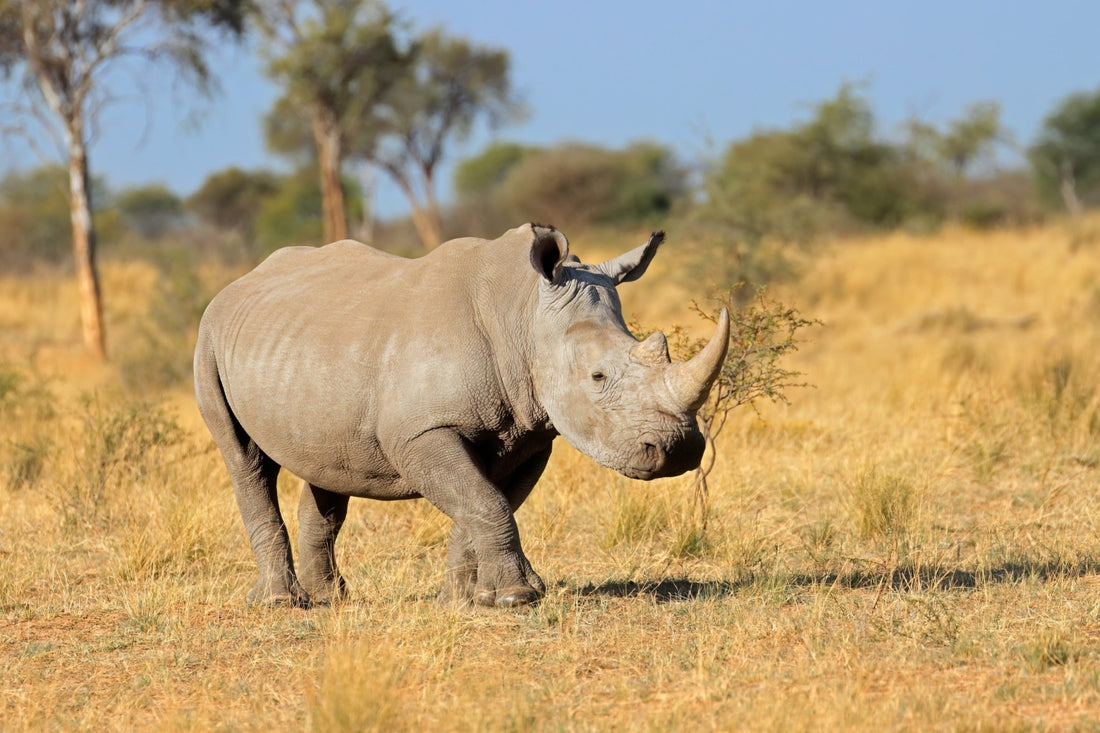 Voyage en Afrique du Sud : découvrez les merveilles de la nation arc-en-ciel - Rando Lover